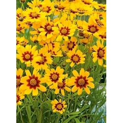 nasiona Nachyłek dwubarwny swikx148