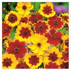 nasiona Nachyłek dwubarwny mieszanka karłowa swikx149