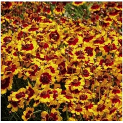 nasiona Nachyłek dwubarwny mieszanka karłowa swikx149