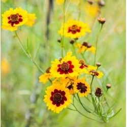 nasiona Nachyłek dwubarwny mieszanka karłowa swikx149