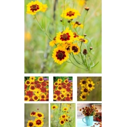 nasiona Nachyłek dwubarwny mieszanka karłowa swikx149