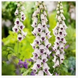 nasiona Naparstnica Elsie Kelsey swikx150