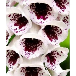 nasiona Naparstnica Elsie Kelsey swikx150