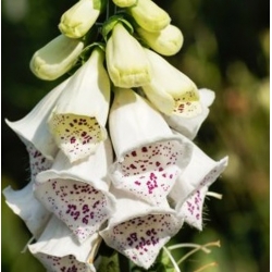 nasiona Naparstnica Elsie Kelsey swikx150