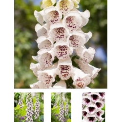 nasiona Naparstnica Elsie Kelsey swikx150