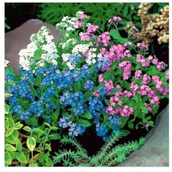 nasiona Niezapominajka alpejska mix swikx138