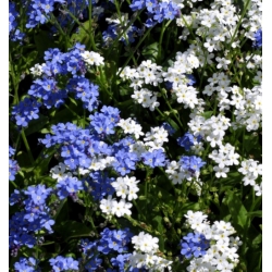nasiona Niezapominajka alpejska mix swikx138