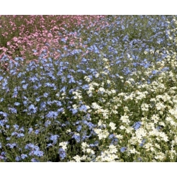 nasiona Niezapominajka alpejska mix swikx138