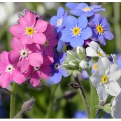 nasiona Niezapominajka alpejska mix swikx138