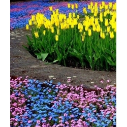 nasiona Niezapominajka alpejska mix swikx138