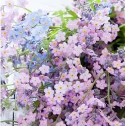 nasiona Niezapominajka alpejska Różowa swikx139