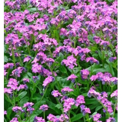 nasiona Niezapominajka alpejska Różowa swikx139