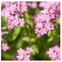 nasiona Niezapominajka alpejska Różowa swikx139