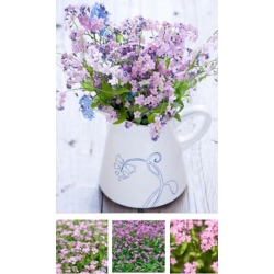 nasiona Niezapominajka alpejska Różowa swikx139