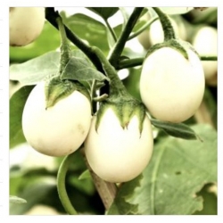 nasiona Oberżynka Golden Eggs swikx253