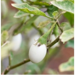 nasiona Oberżynka Golden Eggs swikx253