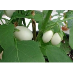 nasiona Oberżynka Golden Eggs swikx253