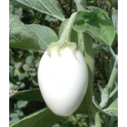 nasiona Oberżynka Golden Eggs swikx253