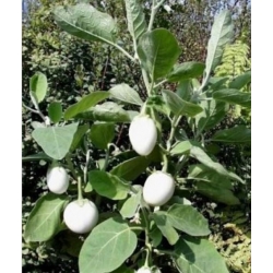 nasiona Oberżynka Golden Eggs swikx253