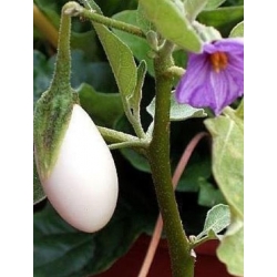 nasiona Oberżynka Golden Eggs swikx253