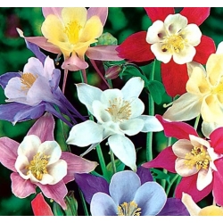 nasiona Orlik mieszańcowy Mc Kanas swikx124