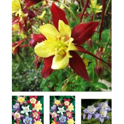 nasiona Orlik mieszańcowy Mc Kanas swikx124