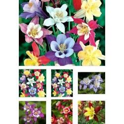 nasiona Orlik mieszańcowy Mc Kanas swikx124