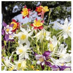 nasiona Orlik mieszańcowy Mc Kanas swikx124