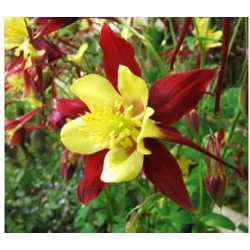 nasiona Orlik mieszańcowy Mc Kanas swikx124