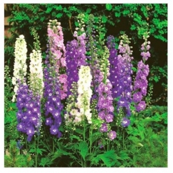 nasiona Ostróżka Pacific Giant mix swikx152