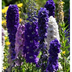 nasiona Ostróżka Pacific Giant mix swikx152