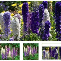 nasiona Ostróżka Pacific Giant mix swikx152