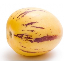 nasiona owoców Pepino