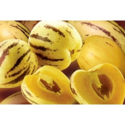 nasiona owoców Pepino