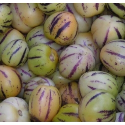 nasiona owoców Pepino