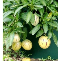 nasiona owoców Pepino