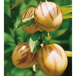 nasiona owoców Pepino