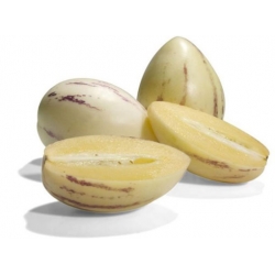 nasiona owoców Pepino