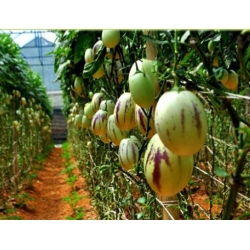 nasiona owoców Pepino