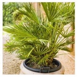 nasiona Palmy - mieszanka swikx262