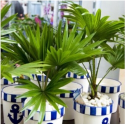 nasiona Palmy - mieszanka swikx262