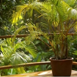 nasiona Palmy - mieszanka swikx262