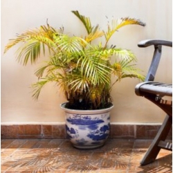 nasiona Palmy - mieszanka swikx262