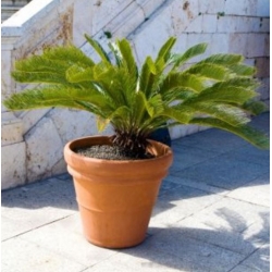 nasiona Palmy - mieszanka swikx262