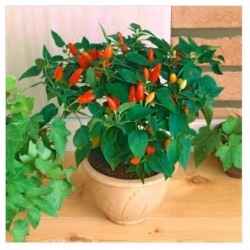 nasiona Papryka ozdobna swikx252