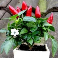 nasiona Papryka ozdobna swikx252