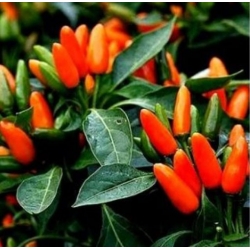 nasiona Papryka ozdobna swikx252