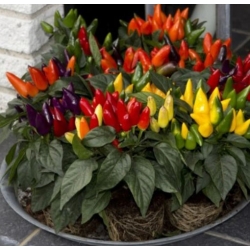 nasiona Papryka ozdobna swikx252