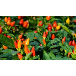 nasiona Papryka ozdobna swikx252