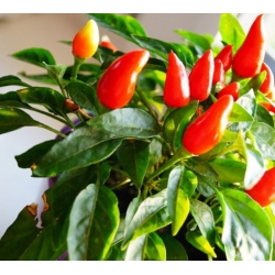 nasiona Papryka ozdobna swikx252